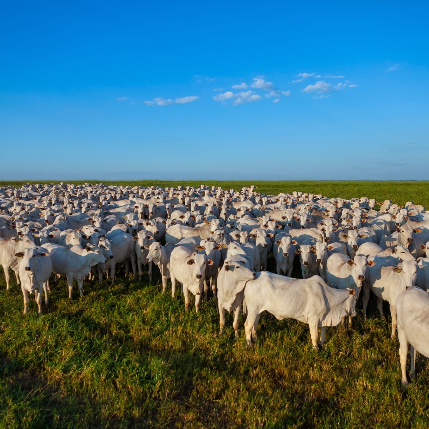 Conheça as 25 Maiores Fazendas em CAMPINAS SP
