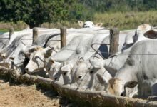 Como a pecuária impacta as emissões de gases de efeito estufa: Tecnologia e o Futuro Sustentável no Brasil