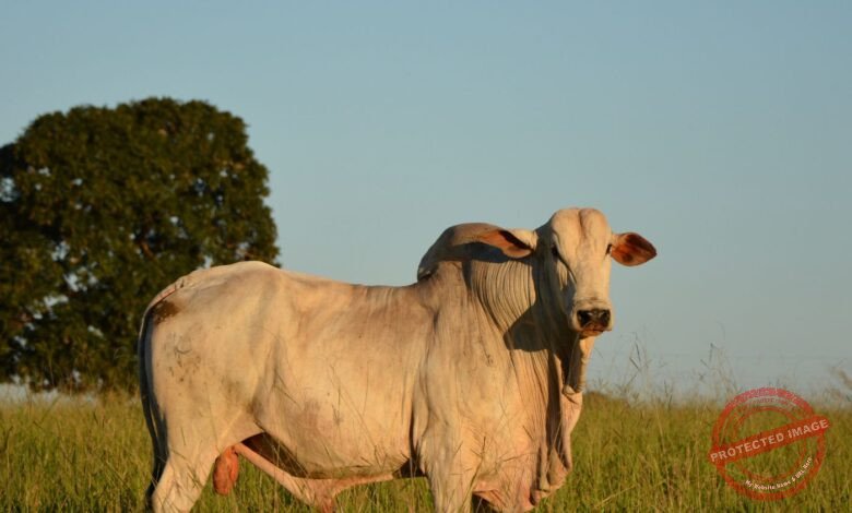 Top 10 Cidades de São Paulo para Técnico Agrícola: Onde Encontrar Emprego no Agribusiness