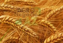 a601d60699424f1584b28f3f4402dbb2