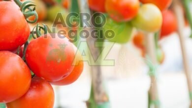 c380fa5ec6cc4b7784e45539ac642284