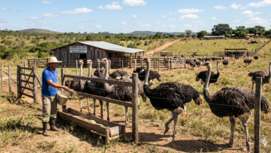 Como Ganhar Dinheiro com Avestruzes no Brasil: O Guia Completo para o Lucro