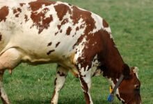 Quais são as melhores gramíneas para formação de pastagens: Guia completo para a pecuária brasileira