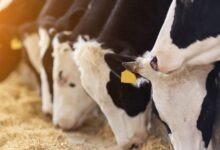 Quarentena Animal: Guia Completo de Biosseguridade para Receber Novos Bichos no Rebanho e Evitar Doenças