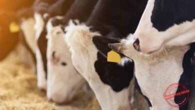 Quarentena Animal: Guia Completo de Biosseguridade para Receber Novos Bichos no Rebanho e Evitar Doenças