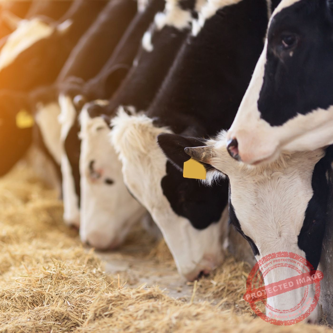 Quarentena Animal: Guia Completo de Biosseguridade para Receber Novos Bichos no Rebanho e Evitar Doenças