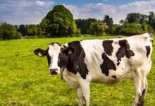 Como Controlar o Desmatamento em Áreas de Pecuária: O Caminho para um Agro Sustentável no Brasil