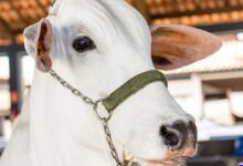 Nelore Mocho vs Nelore Chifrudo: qual oferece a melhor facilidade de manejo no curral?