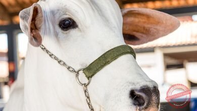 Nelore Mocho vs Nelore Chifrudo: qual oferece a melhor facilidade de manejo no curral?
