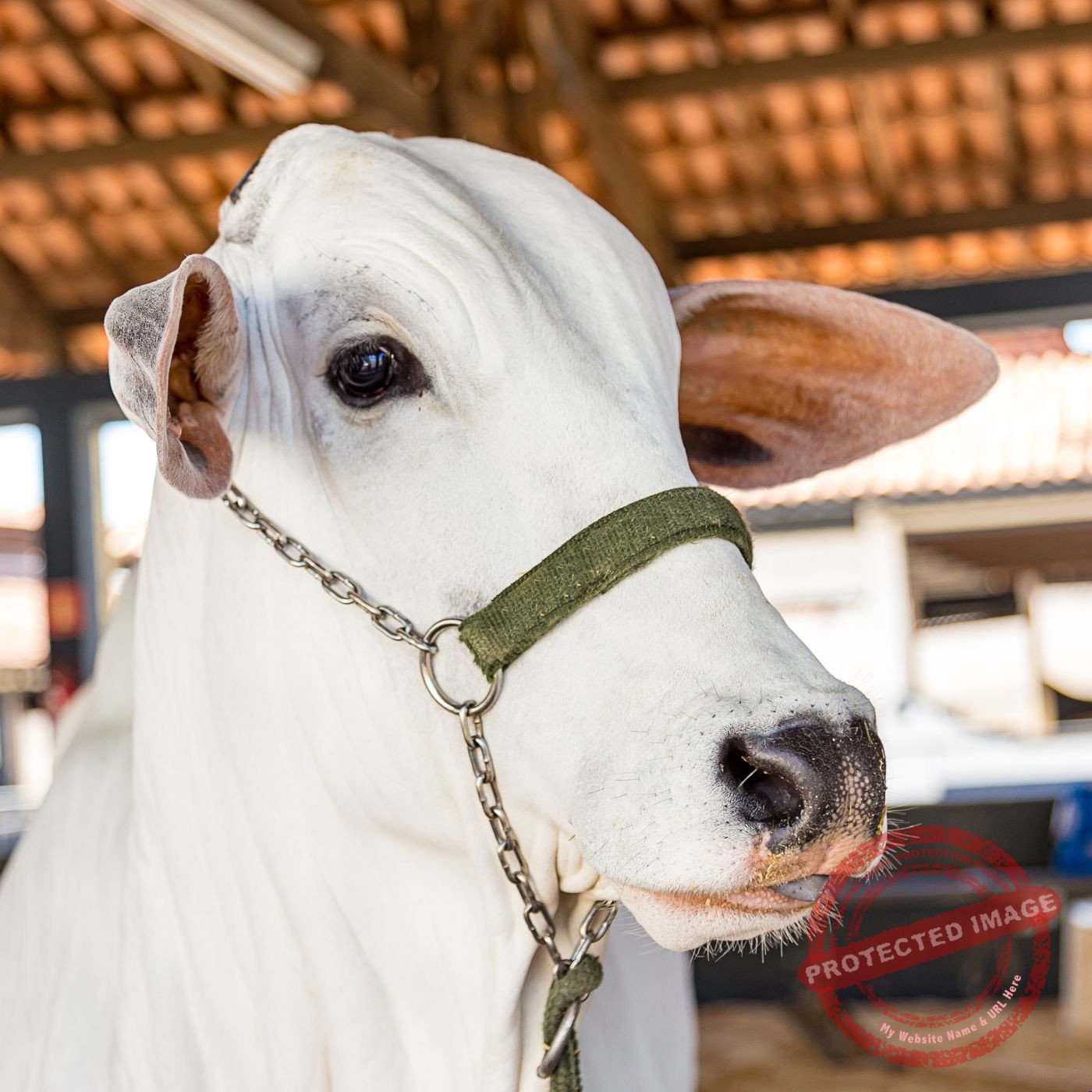 Nelore Mocho vs Nelore Chifrudo: qual oferece a melhor facilidade de manejo no curral?