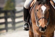 Cavalo Dorme em Pé? A Verdade Sobre o Sono Equino