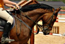 O Que Ninguém Te Conta Sobre a Visão dos Cavalos