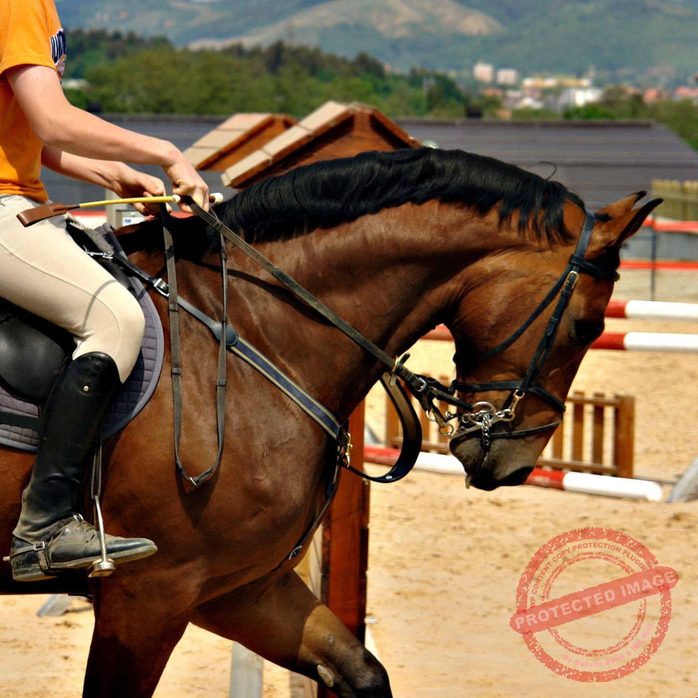O Que Ninguém Te Conta Sobre a Visão dos Cavalos