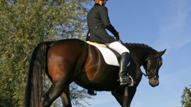 10 Curiosidades Bizarras Sobre Cavalos que Vão Te Surpreender