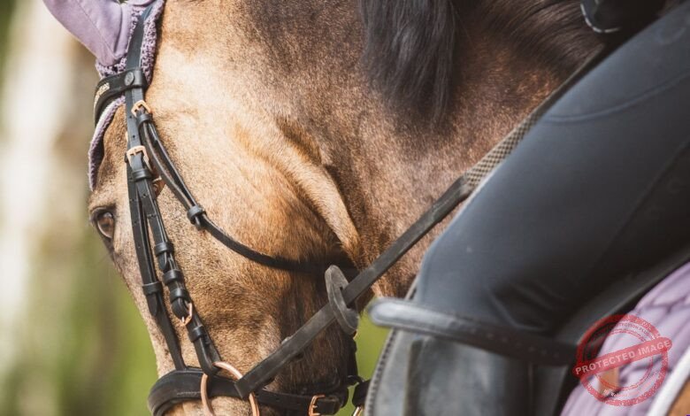 Cavalo Árabe: Os Segredos da Raça Mais Antiga do Mundo