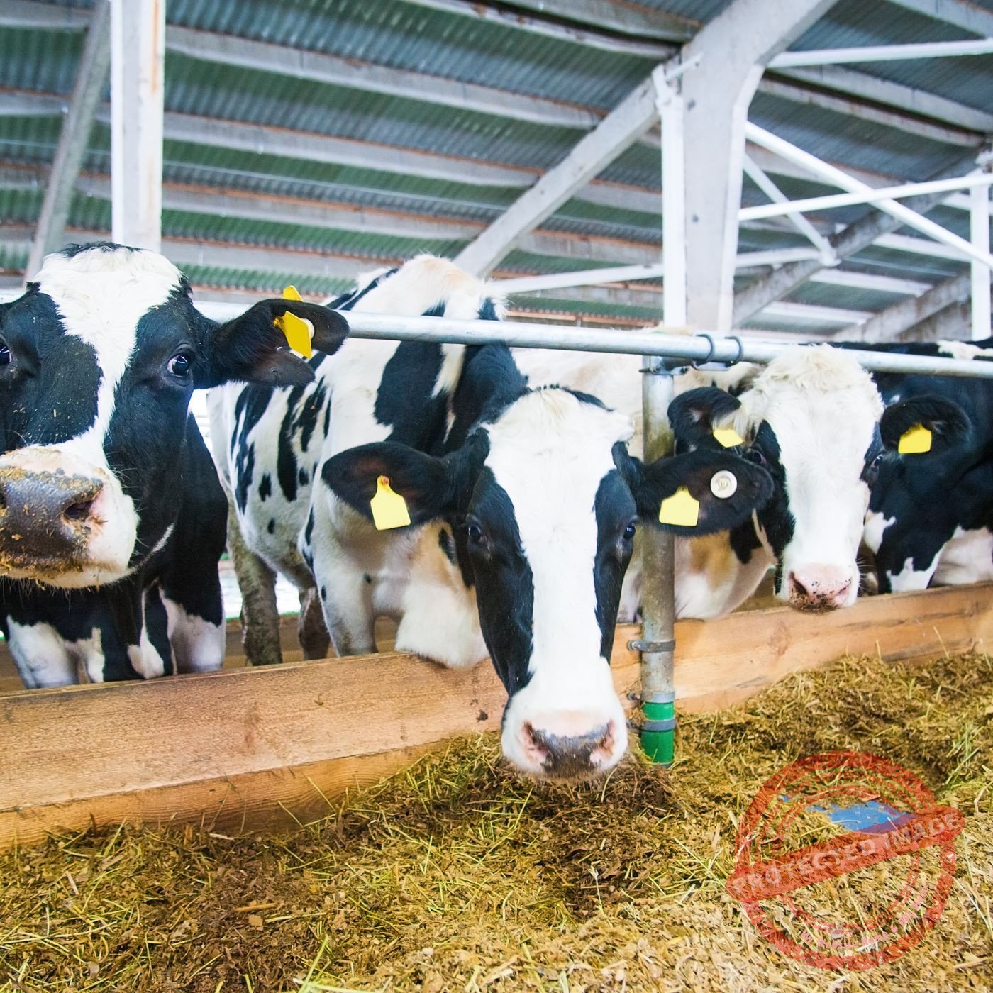 Manutenção de Bebedouros e Cochos: O Guia Definitivo para a Saúde e Produtividade do Seu Rebanho