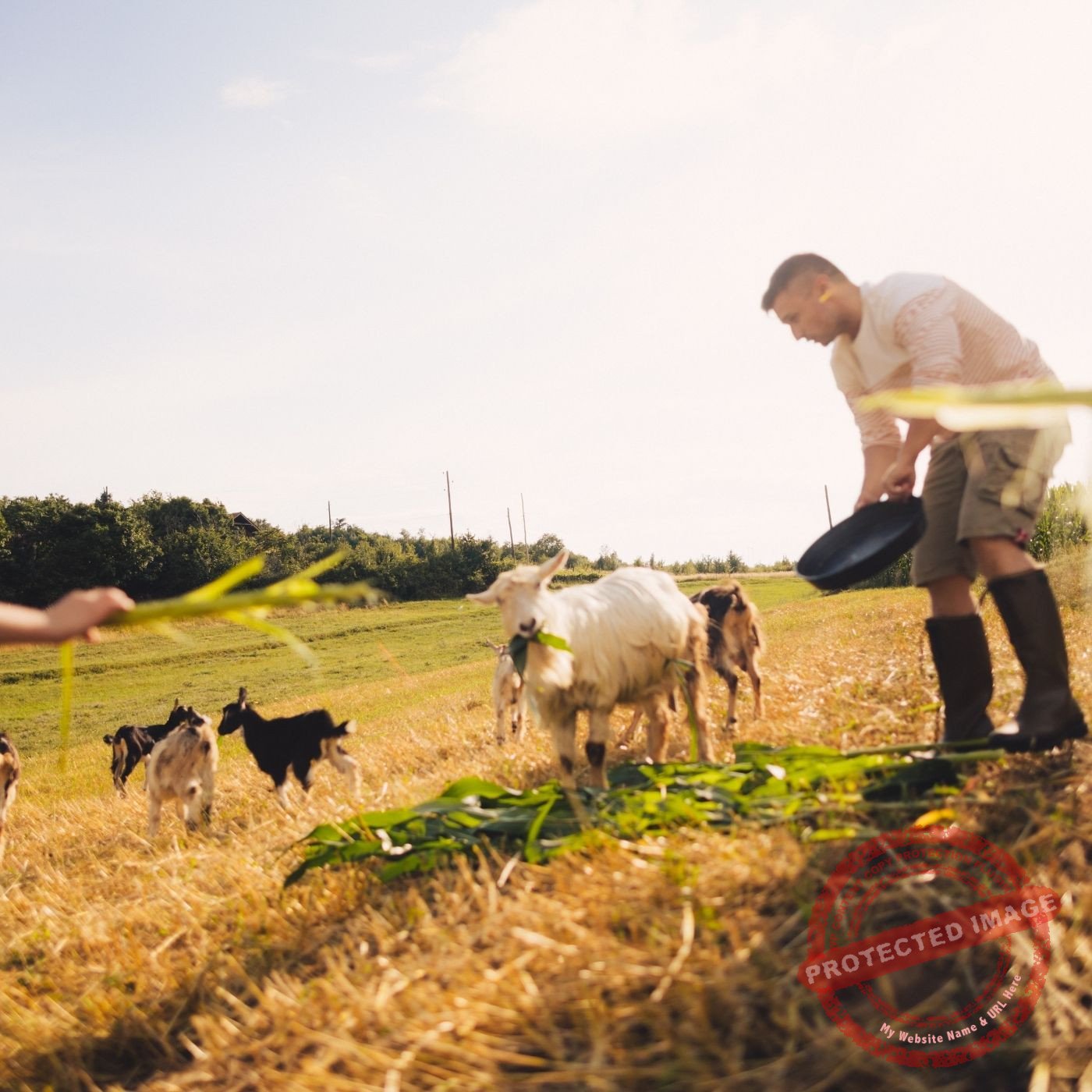Como reduzir os custos com alimentação sem comprometer a saúde animal?