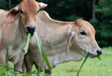 Como Funciona o Gigantesco Mercado de Exportação de Carne Bovina do Brasil: Do Campo Mundial aos Pratos Globais