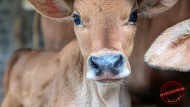 Botijão de Semen (Criopreservação): A Ferramenta Base da Inseminação Artificial, Uso do Nitrogênio Líquido e Cuidados com Palhetas
