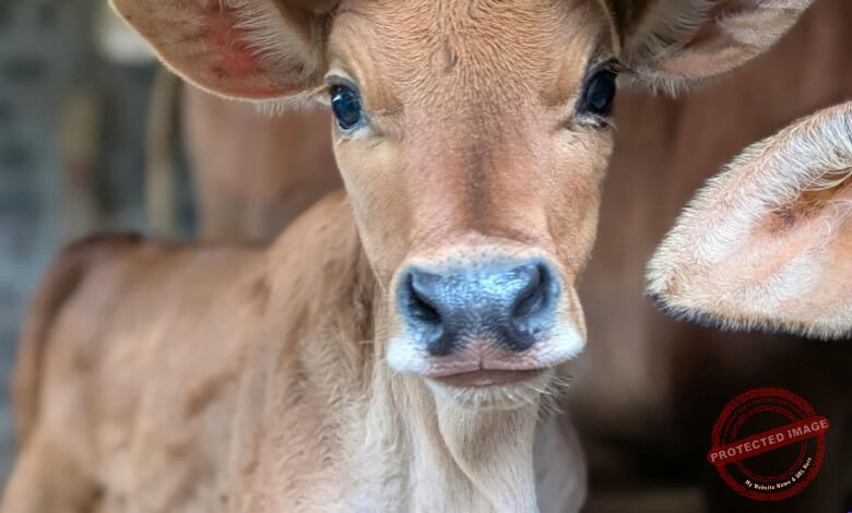 Botijão de Semen (Criopreservação): A Ferramenta Base da Inseminação Artificial, Uso do Nitrogênio Líquido e Cuidados com Palhetas