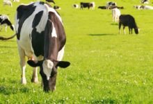 Monitoramento de Pastagens por Drones: Como a Tecnologia Impulsiona a Produtividade e Sustentabilidade no Campo