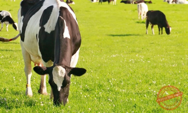 Monitoramento de Pastagens por Drones: Como a Tecnologia Impulsiona a Produtividade e Sustentabilidade no Campo