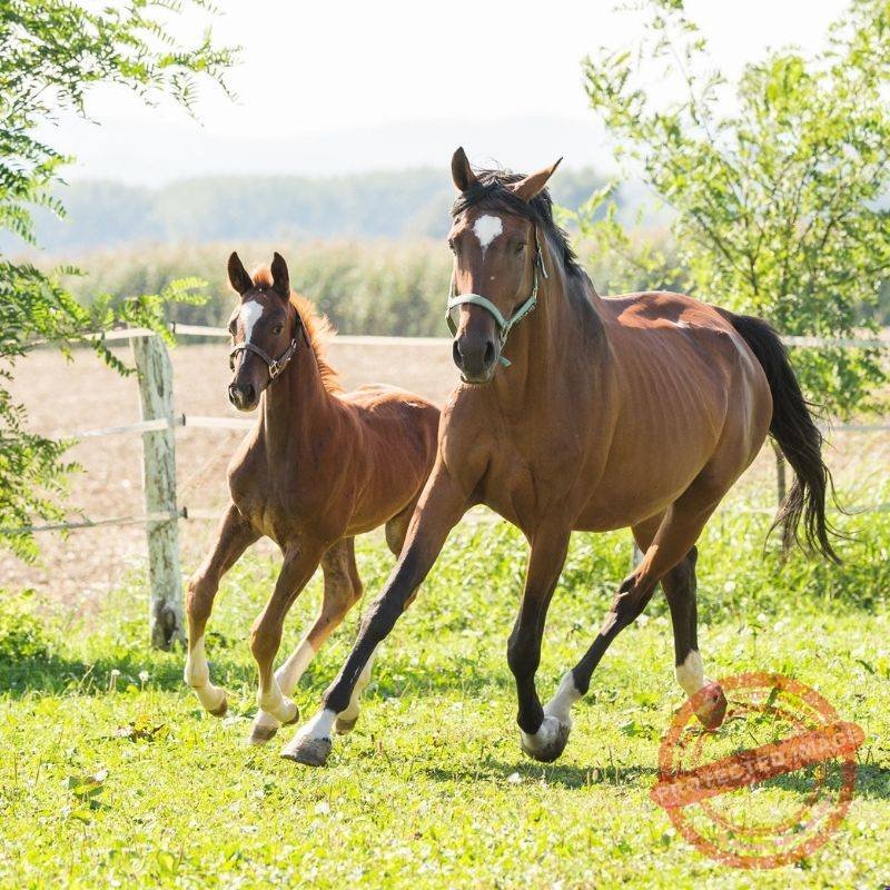 Égua Receptora de Cavalo: A Barriga de Aluguel do Agronegócio Equino 9 23a38a5aaaea4882bec00b23e8e4b4a4