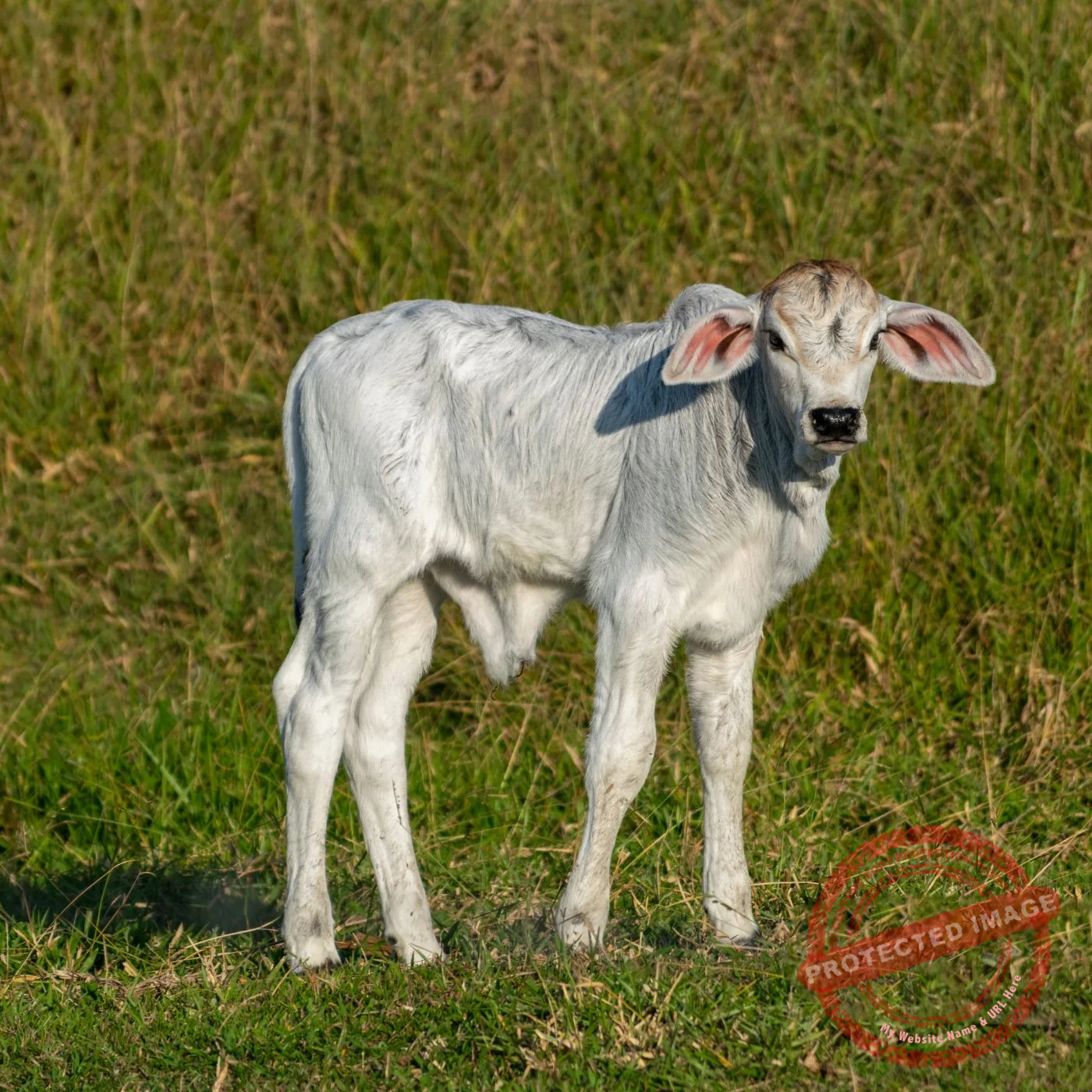 Hoje 11 de Setembro de 2026, 1 Fazenda de Gado de Corte Está Fazendo Aniversário no Estado de Paraíba, Vamos Conhecê-la? 8 a5759c99fe4e42e7803f4ada5eedea5b